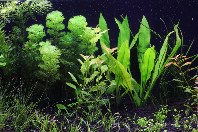 植栽から9日目